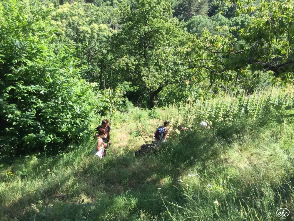 Botanique, Herboristerie et Permaculture